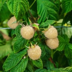 Snowbank White Blackberry Bush -Garden Plants Snowbank Blackberry 3