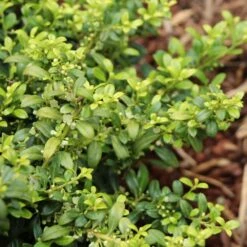 Soft Touch Holly Shrub -Garden Plants Soft Touch Holly 4