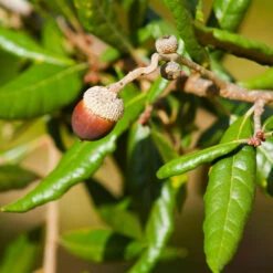 Live Oak Tree 10 Live Oak Tree -Garden Plants Southern Live Oak FGT 1