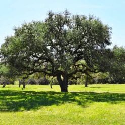 Live Oak Tree 9 Live Oak Tree -Garden Plants Southern Live Oak FGT 3