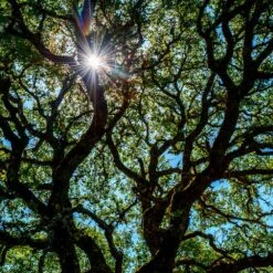 Live Oak Tree 11 Live Oak Tree -Garden Plants Southern Live Oak FGT 4