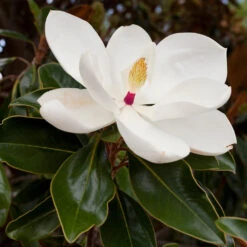 Southern Magnolia -Garden Plants Southern Magnolia 8 FGT
