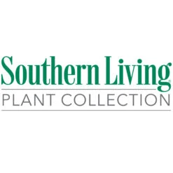 Sunshine Ligustrum Shrub -Garden Plants Southn Living 1000x1000 48fce603 8b4f 4893 ad14 09813e97275d