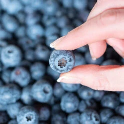 Spartan Blueberry Bush -Garden Plants Spartan Blueberry 5 FGT