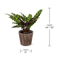 Calathea Rattlesnake With Decorative Pot 17 Calathea Rattlesnake With Decorative Pot -Garden Plants Specs