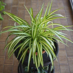Spider Plant 10 Spider Plant -Garden Plants Spider Plant 1