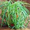 Spider Plant -Garden Plants Spider Plant FGT 600x600 f8f5d6ea f043 4cae a4d9 2847d9e16047