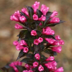 Spilled Wine® Weigela Shrub -Garden Plants Spilled Wine Weigela 4 FGT