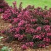 Spilled Wine® Weigela Shrub -Garden Plants Spilled Wine Weigela FGT 600x600 6a7e16ef 4df8 48a5 bd38 030385ba4fb0