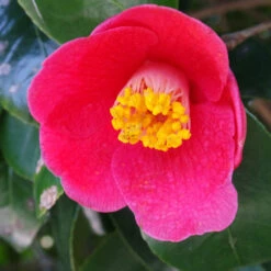 Spring's Promise Camellia Shrub -Garden Plants Springs Promise Camellia 1 FGT