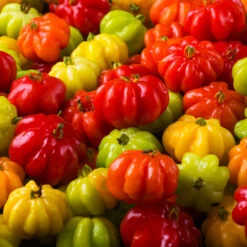 Star Cherry Tree (Pitanga) -Garden Plants Star Cherry 7 FGT