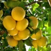 Star Ruby Grapefruit Tree -Garden Plants Star Grapefruit 3600x600jpg