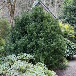 Steeds Japanese Holly Shrub -Garden Plants Steeds Holly 1
