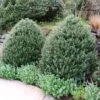 Steeds Japanese Holly Shrub -Garden Plants Steeds Holly 600x600 ac540290 c749 40ff 96ae 72fc4fa7e49b