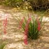 Dwarf Red Yucca Stoplights -Garden Plants Stoplights Dwarf Hesperaloe 600x600 c6cef494 df97 4058 ab1b 9a2d48368a7e