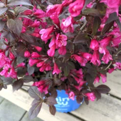 Stunner® Weigela -Garden Plants Stunner weigela 1