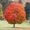 Sugar Maple Tree 2 Sugar Maple Tree -Garden Plants Sugar Maple FGT 600x600 6ad4956a ec6e 4ab2 a66a 1a1245471195