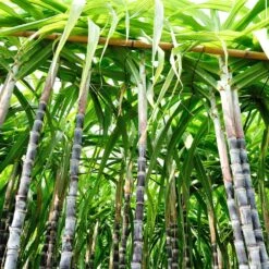 Sugar Cane 8 Sugar Cane -Garden Plants Sugar Cane 3 FGT