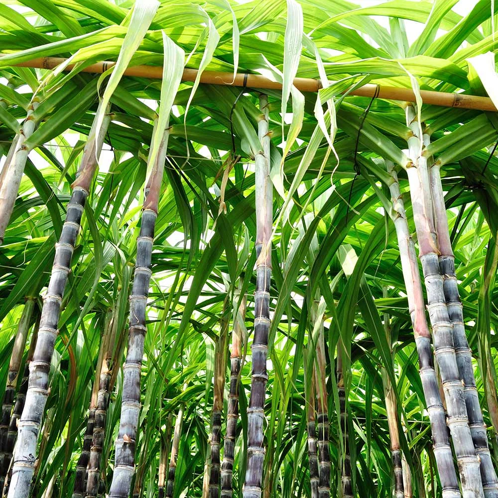 Sugar Cane 4 Sugar Cane - Image 2
