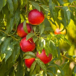 Sunglo Nectarine Tree