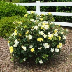 Sunny Knock Out® Rose 13 Sunny Knock Out® Rose -Garden Plants Sunny knockout rose Shrub 1 FGT