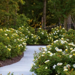 Sunny Knock Out® Rose 12 Sunny Knock Out® Rose -Garden Plants Sunny knockout rose Shrub 8 FGT