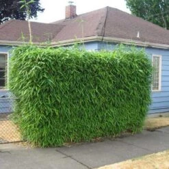 Sunset Glow Bamboo 7 Sunset Glow Bamboo -Garden Plants Sunset Glow Bamboo 2 450w