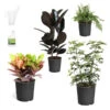 Sunset Hues House Plant Kit 1 Sunset Hues House Plant Kit -Garden Plants Sunset Hues 600x600 09c4e47d f0fa 4e6c 8fd4 ef6a6b279a0c