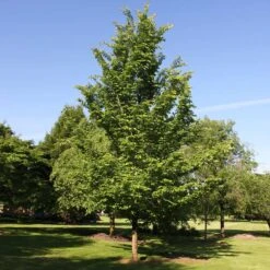 Emerald Sunshine® Elm Tree -Garden Plants Sunshine Elm 2