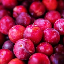 Superior Plum Tree -Garden Plants Superior Plum 3