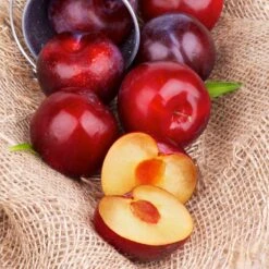 Superior Plum Tree -Garden Plants Superior Plum 4