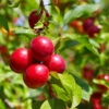 Superior Plum Tree -Garden Plants Superior Plum 600x600 e7cca030 f750 4383 be9f a4b47e462b10