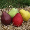 2-in-1 Pear Surprise Tree -Garden Plants Suprise Pear 600x600 5bf56b55 f018 4dd4 8ad9 549b3ab4b347