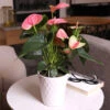 Pink Anthurium -Garden Plants Sweet Dream Pink Anthurium 600x600 1