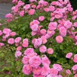 Sweet Drift® Rose 7 Sweet Drift® Rose -Garden Plants Sweet Drift Rose 1