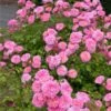Sweet Drift® Rose -Garden Plants Sweet Drift Rose FGT 600x600 85267c61 b20a 44cb 9d8e 99cf9a91ca1a