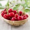 Sweetheart Cherry Tree -Garden Plants Sweetheart Cherry Tree FGT 600x600 3e42f483 d8d4 4770 85cc ce64457ddbb6