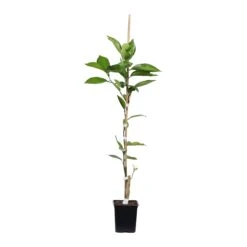 Tangelo Tree -Garden Plants TAN TRE 12 1QT