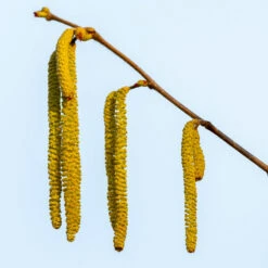 Theta Filbert Hazelnut 11 Theta Filbert Hazelnut -Garden Plants THeta FIlbert Hazelnut 3