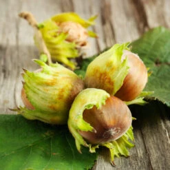 Theta Filbert Hazelnut 10 Theta Filbert Hazelnut -Garden Plants THeta FIlbert Hazelnut 6 FGT