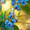 Toro Blueberry Bush - USDA Organic -Garden Plants TOro Blueberry FGT 600x600 e4f3fb9a 3ef4 4fa5 a0e6 10c35afd23a2