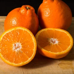 Tangelo Tree -Garden Plants Tangelo 3 FGT