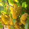 Tara Scuppernong Grape -Garden Plants Tara muscadine Grapes FGT 600x600 9fcba6e5 cf6c 4586 99b7 bbe1c454f7a5