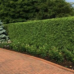 'Techny' Cold Hardy Thuja Tree -Garden Plants Techny Thuja 2
