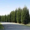 'Techny' Cold Hardy Thuja Tree 2 'Techny' Cold Hardy Thuja Tree -Garden Plants Techny Thuja 600x600 1cd3e632 9e45 4859 8915 61aad741ad2b
