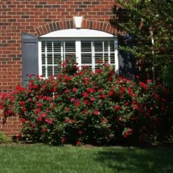 The Grand Champion™ Rose -Garden Plants The Grand Champion Rose 1