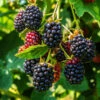 Thornless Blackberry -Garden Plants Thornless Blackberry 600x600 a091c576 f41c 4943 899c 23770ac6b268