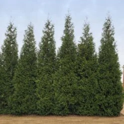 Junior Giant Thuja Tree -Garden Plants Thuja Junior Giant BB 2