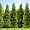 Junior Giant Thuja Tree 1 Junior Giant Thuja Tree -Garden Plants Thuja Junior Giant FGT