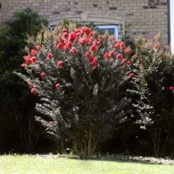 Thunderstruck™ Coral Boom™ Crape Myrtle Tree -Garden Plants Thunderstruck Coral Bloom 2